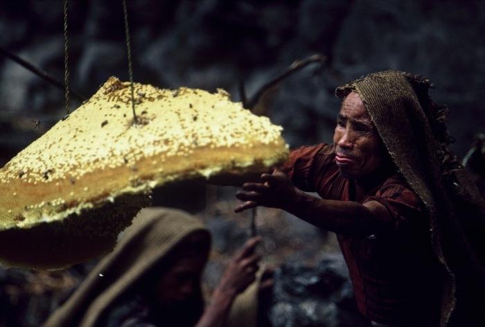 Собиратели дикого мёда в Непале
