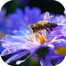 Цветы привлекают пчел электрическим стимулом