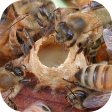 Пчелиное маточное молочко