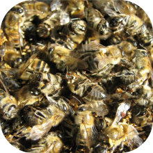 Подмор пчёл