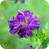 Мёд из фиолетовых цветков люцерны